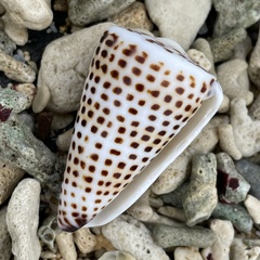 Conus litteratus