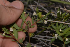 Monotaxis bracteata
