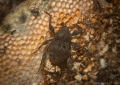 Onidistus araneus