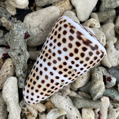 Conus litteratus