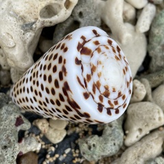 Conus litteratus