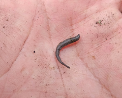 Stratiomyini