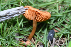 Gymnopilus dilepis