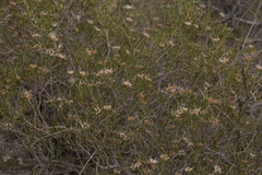 Hakea circumalata