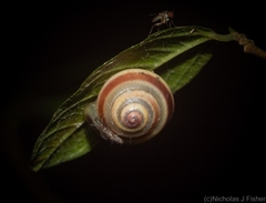 Posorites conscendens