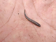 Stratiomyini