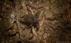 Onidistus araneus