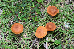 Gymnopilus dilepis