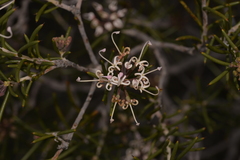 Hakea circumalata