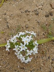 Zephyra compacta