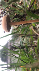 Agaricineae