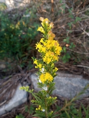 Solidago sempervirens