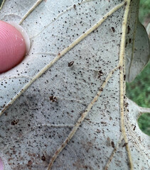 Tingidae