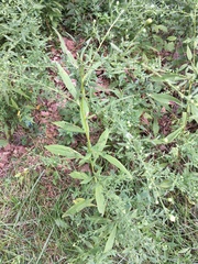 Symphyotrichum lanceolatum