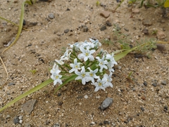 Zephyra compacta