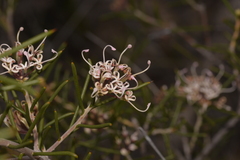 Hakea circumalata