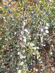 Capparis zoharyi