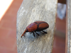 Rhynchophorus ferrugineus