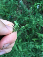 Symphyotrichum lanceolatum
