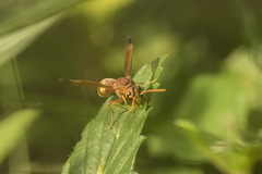 Antodynerus punctatipennis