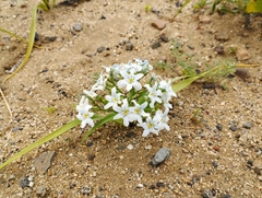Zephyra compacta