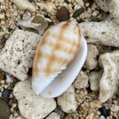 Pterygia dactylus