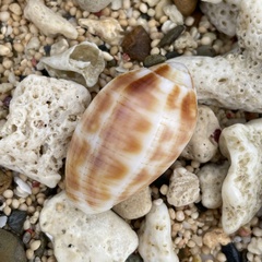 Pterygia dactylus