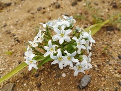 Zephyra compacta