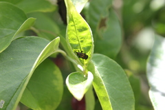 Pentispa sallaei