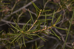 Hakea circumalata