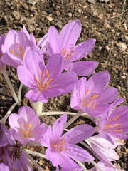 Colchicum