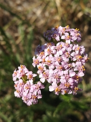 Achillea roseo-alba