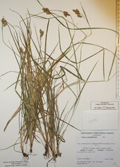Carex atratiformis
