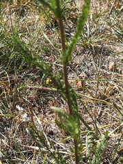 Achillea roseo-alba