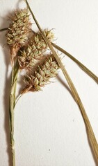 Carex atratiformis