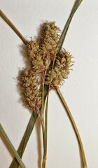 Carex atratiformis