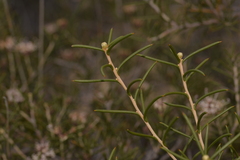 Hakea circumalata