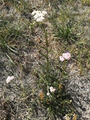 Achillea roseo-alba