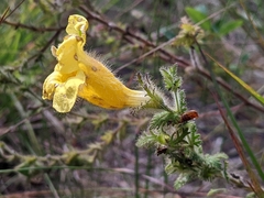 Aureolaria pectinata