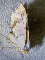 Macaria bicolorata