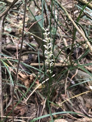 Liriope graminifolia
