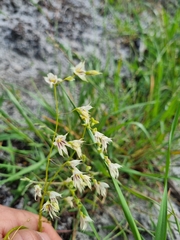 Melasphaerula graminea