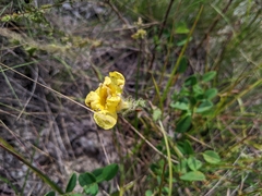 Aureolaria pectinata