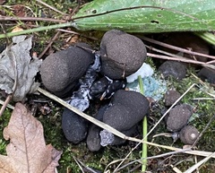 Xylaria polymorpha