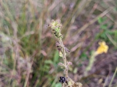 Aureolaria pectinata