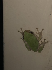 Hyla