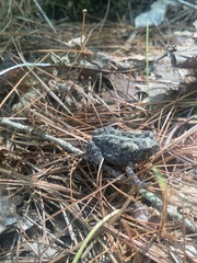 Anaxyrus fowleri