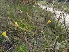 Aureolaria pectinata