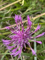 Centaurea scabiosa