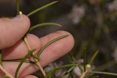 Hakea circumalata